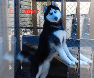 Father of the Siberian Husky puppies born on 08/28/2019