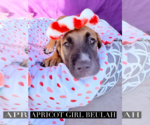 Small #1 Mutt