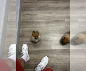 Pomeranian Puppy for sale in DEL VALLE, TX, USA