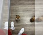 Small Pomeranian