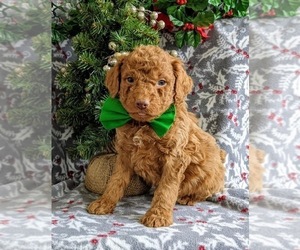 Cock-A-Poo-Poodle (Miniature) Mix Puppy for sale in NOTTINGHAM, PA, USA