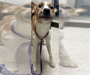 Australian Shepherd-Unknown Mix Dogs for adoption in Plano, TX, USA