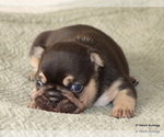 Small #5 French Bulldog