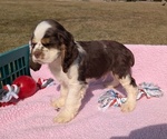 Small #2 Cocker Spaniel