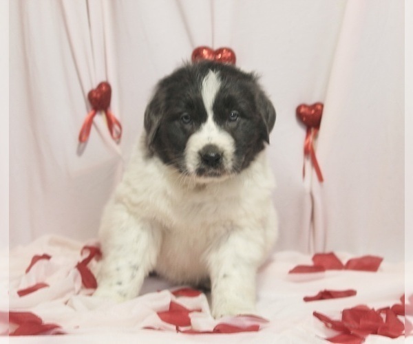 Medium Photo #2 Newfoundland Puppy For Sale in FREDERICKSBURG, OH, USA