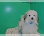 Small Photo #1 Maltipom Puppy For Sale in PATERSON, NJ, USA