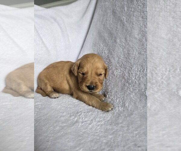 Medium Photo #1 Golden Retriever Puppy For Sale in WILLIAMSTOWN, KY, USA