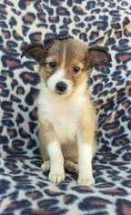 Shetland Sheepdog Puppy for sale in LANCASTER, PA, USA