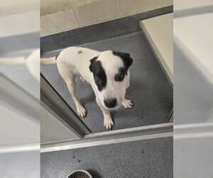 Mutt Dogs for adoption in Glen Allen, VA, USA