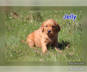 Golden Retriever Puppy for sale in MIDDLEBURG, PA, USA