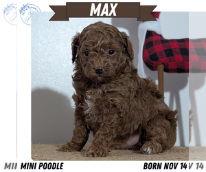 Medium Poodle (Miniature)