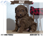 Puppy Max Poodle (Miniature)