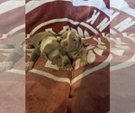 Puppy Puppy 2 American Bully