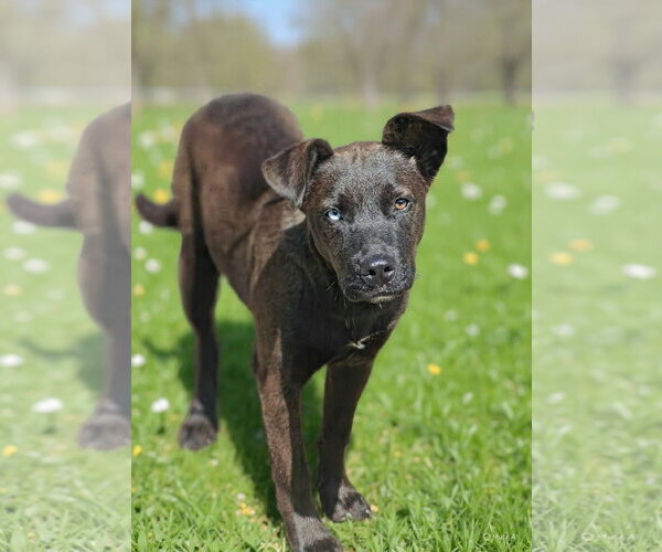 Medium Photo #4 Catahoula Leopard Dog-Unknown Mix Puppy For Sale in Talladega, AL, USA