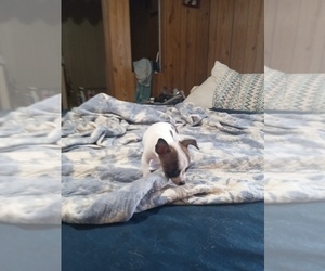 Medium Chihuahua