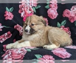 Small Photo #4 Shetland Sheepdog-Unknown Mix Puppy For Sale in PEACH BOTTOM, PA, USA