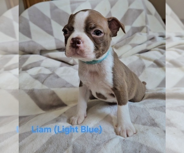 Medium Photo #3 Boston Terrier Puppy For Sale in SALINA, KS, USA