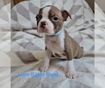 Small Photo #3 Boston Terrier Puppy For Sale in SALINA, KS, USA