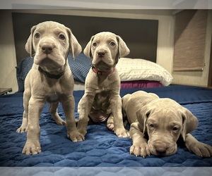 Great Dane Puppy for sale in LIBERTY, KY, USA