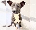 Small #1 Labrador Retriever Mix