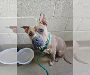 Wilber - Male Mutt Dog for Adoption - Photo #4