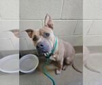 Small Photo #4 Mutt Puppy For Sale in Rockwall, TX, USA