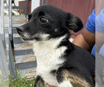 Small #1 Chihuahua Mix
