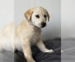 Puppy Puppy 4 German Shepherd Dog-Golden Shepherd Mix