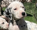 Puppy Puppy 7 Dalmatian