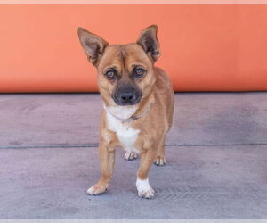 Chihuahua Dogs for adoption in Pasadena, CA, USA