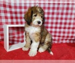 Small Photo #7 Bernedoodle Puppy For Sale in BLACK FOREST, CO, USA