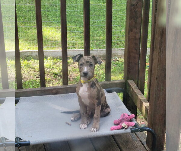 Medium Photo #4 Catahoula Leopard Dog-Unknown Mix Puppy For Sale in New London, WI, USA