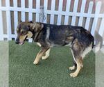 Small German Shepherd Dog Mix