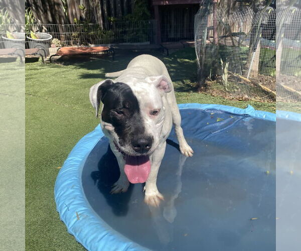 Medium Photo #7 American Bulldog-Unknown Mix Puppy For Sale in Berkeley, CA, USA