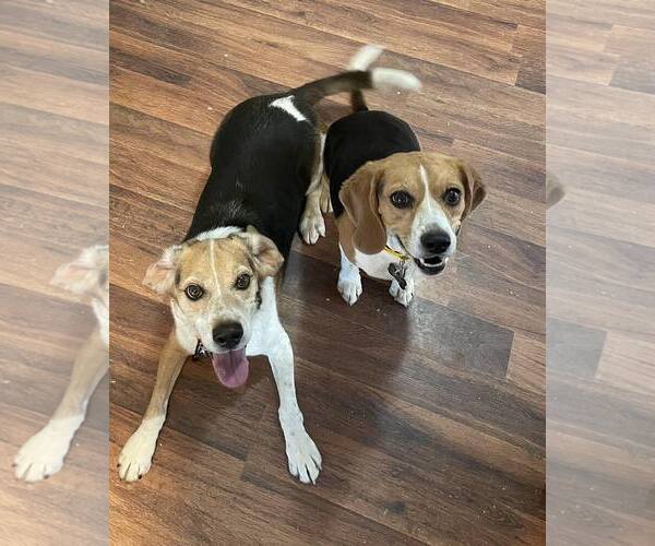 Medium Photo #2 Beagle Puppy For Sale in Las Vegas, NV, USA