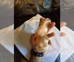 Puppy Puppy 6 Forky Brittany