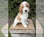 Small #2 Goldendoodle mix (+ Poodle Miniature)