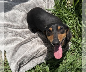 Dachshund Dogs for adoption in ELK POINT, SD, USA