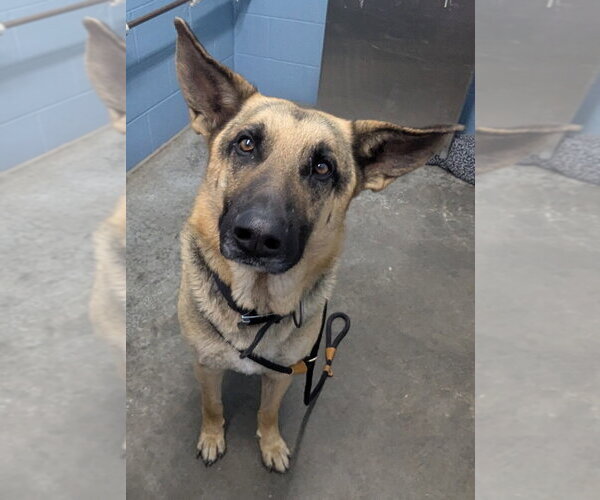 Medium Photo #1 German Shepherd Dog Puppy For Sale in Evansville, IN, USA