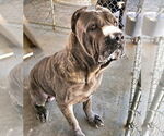 Small #3 Mutt