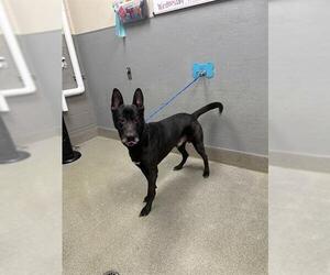 German Shepherd Dog-Unknown Mix Dogs for adoption in Las Vegas, NV, USA