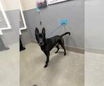 Small German Shepherd Dog Mix