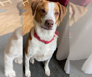 Beagle Dogs for adoption in Westminster, MD, USA