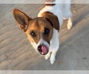 Parson Russell Terrier Dogs for adoption in Tulsa, OK, USA