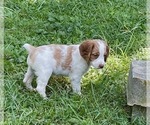 Small Photo #1 Brittany Puppy For Sale in LA GRANGE, KY, USA
