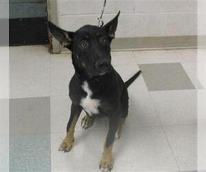 German Shepherd Dog-Unknown Mix Dogs for adoption in Oklahoma City, OK, USA