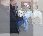 Small Photo #2 Labrador Retriever-Unknown Mix Puppy For Sale in McKinney, TX, USA