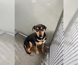 Labrottie Dogs for adoption in Corona, CA, USA