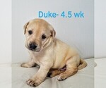 Puppy 1 Labrador Retriever