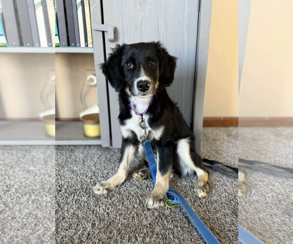Medium Photo #1 Collie Puppy For Sale in GILBERTS, IL, USA